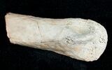Theropod (Raptor) Toe Bone - Two Medicine Formation #6945-1